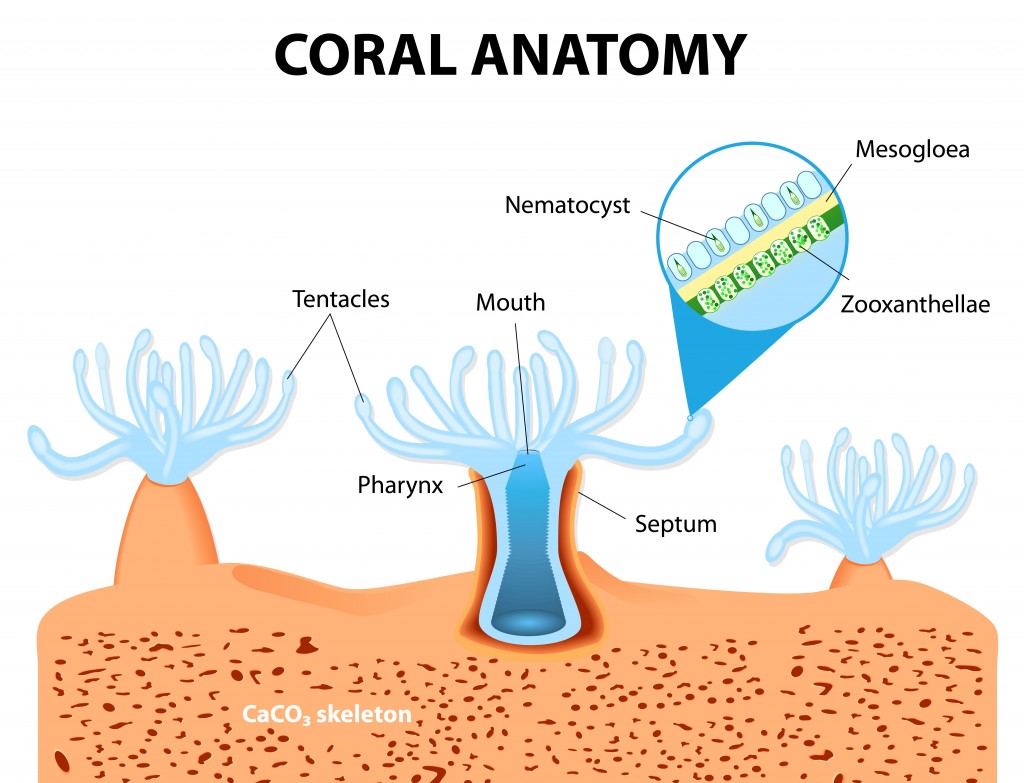 Structure coral polyp. Coral Anatomy(Designua)s