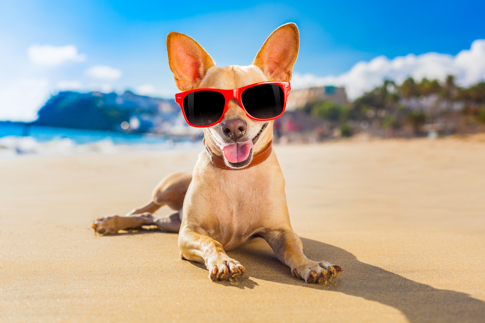 chihuahua dog at the ocean shore beach wearing red funny sunglasses and smiling( Javier Brosch)s