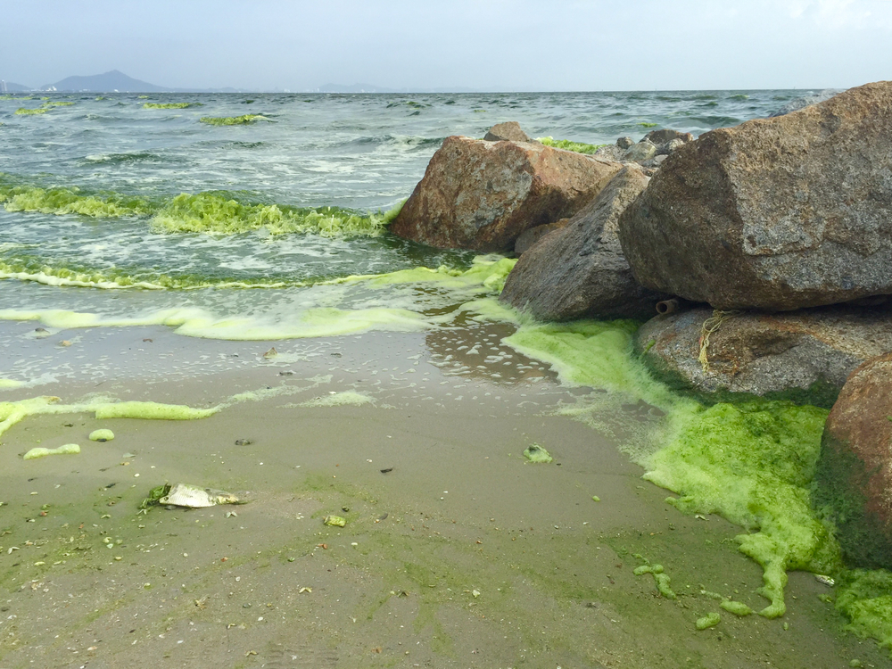 green sea caused by phytoplankton at Bangsaen, Thailand - Image(onsuda)s
