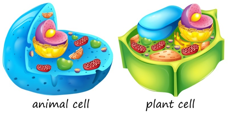 lllustration of the animal and plant cells(BlueRingMedia)s
