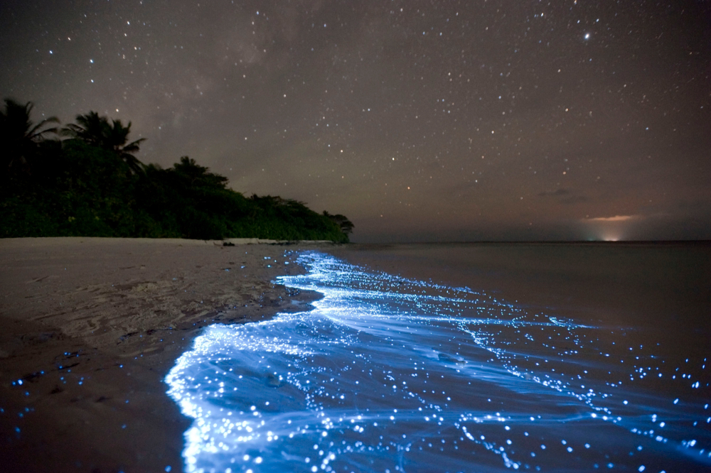 ocean where there is a Glow plankton's in the water, making blue light( Isabella Miller)s