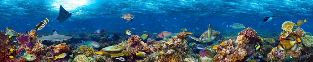 underwater coral reef landscape super wide banner background in the deep blue ocean with colorful fish( stockphoto-graf)s