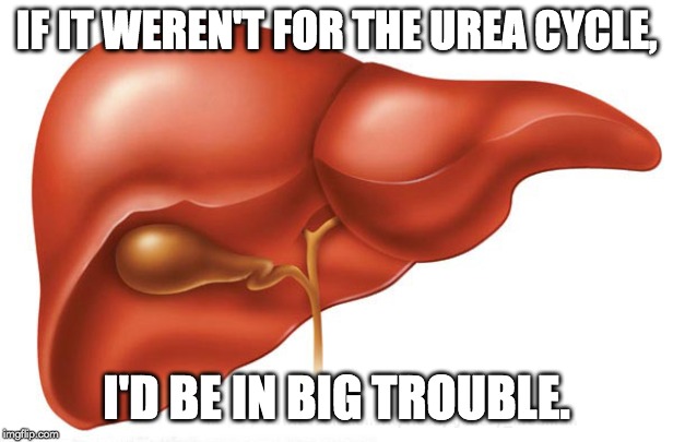 if it weren't for the urea cycle meme