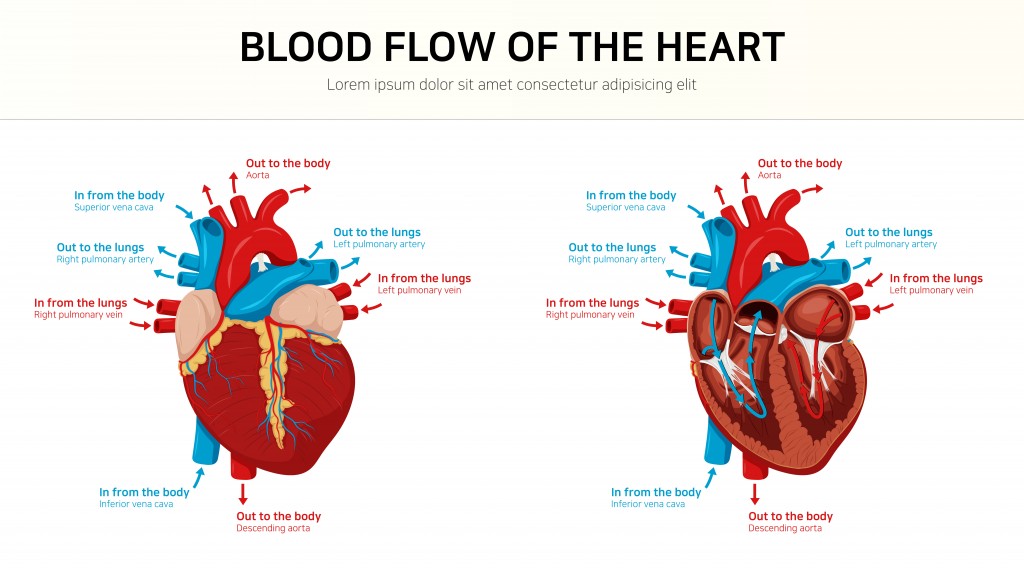 Blood flow of the heart(cono0430)S