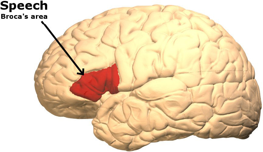 Part of the brain responsible for speech. (Photo Credit: Life Science / Wikimedia Commons)