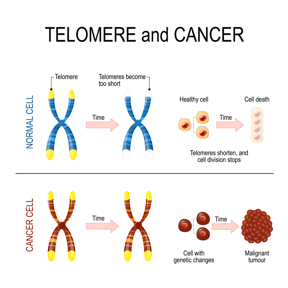 Chromosome and telomere for healthy and cancerous cells(Designua)S
