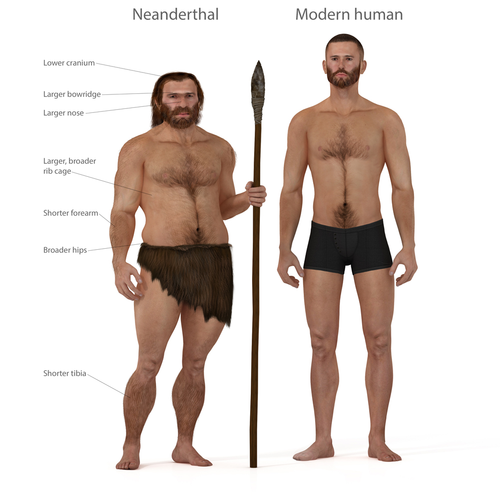 Digital illustration and render of a Neanderthal man(Nicolas Primola)s