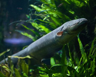 Electric eel (Electrophorus electricus). Freshwater fish( Vladimir Wrangel)s