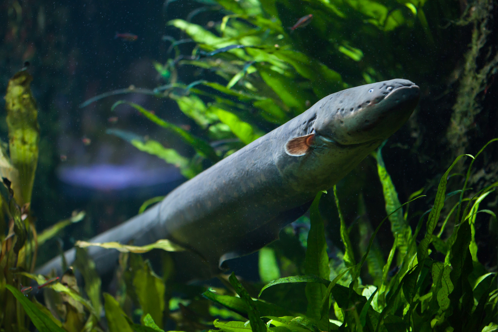 Electric eel (Electrophorus electricus). Freshwater fish( Vladimir Wrangel)s