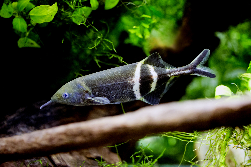 Gnathonemus petersii - Elephant nosed fish(boban_nz)s