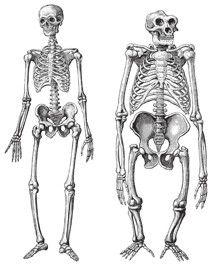 Human (left) and Gorilla (right) skeleton( Hein Nouwens)S