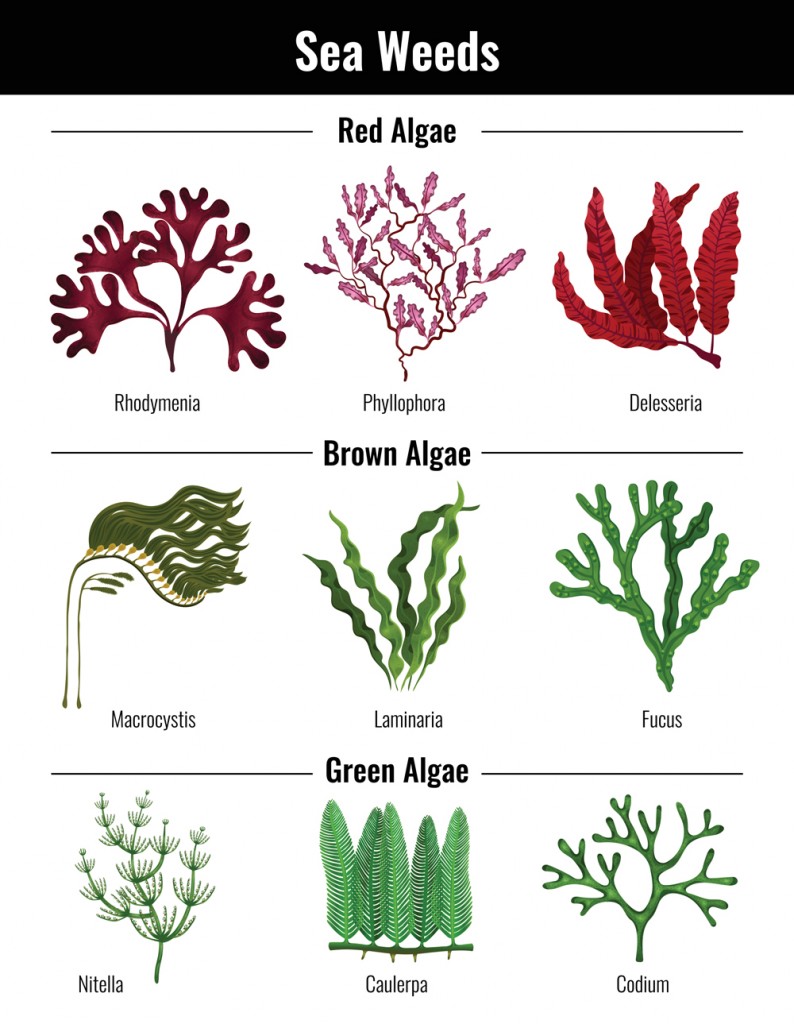 Red brown green algae seaweeds collection(Macrovector)s