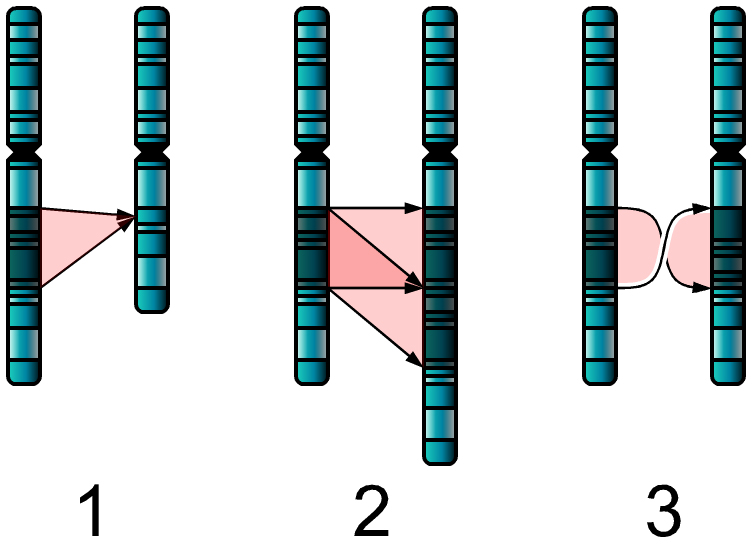 Single Chromosome Mutations