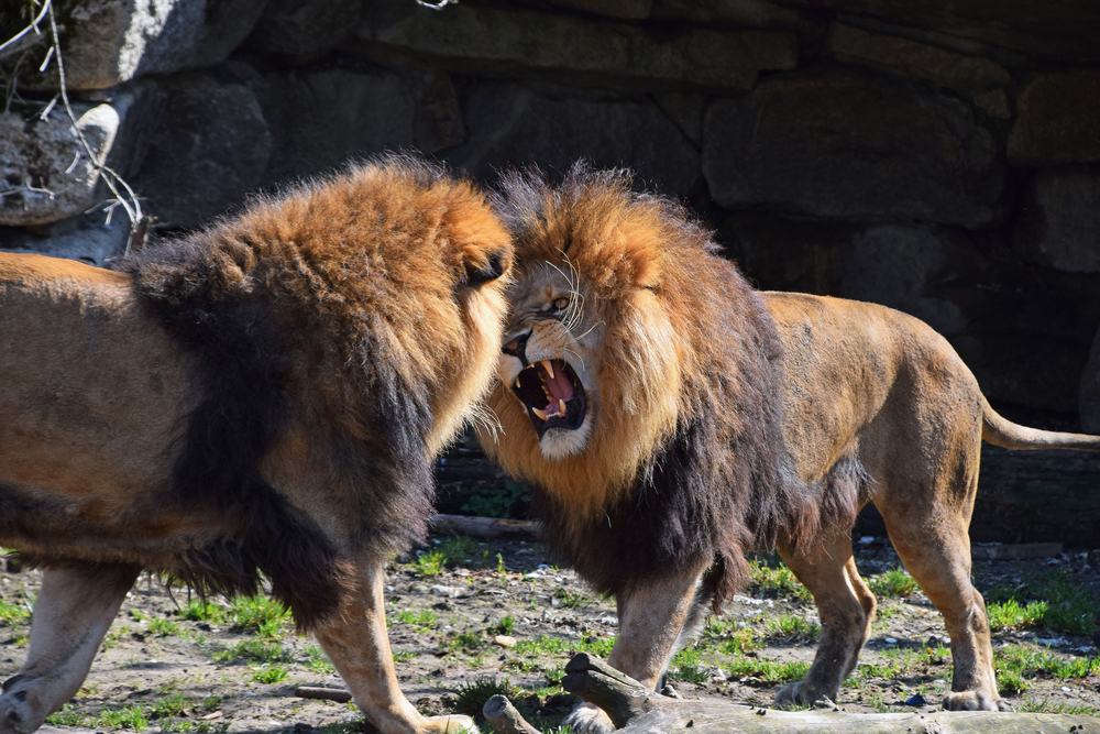 Two male African lions play, fight and roar in zoo( Breaking The Walls)s