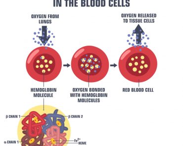 Vector Science medical icon blood hemoglobin molecule(ShadeDesign)S