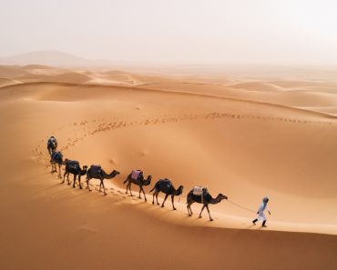 camels walk thru the desert on the western part of The Sahara Desert in Morocco(MonoRidz)s