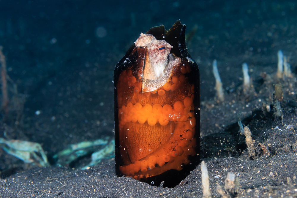 A Coconut Octopus hides inside a broken glass bottle on a black sandy seabed(Richard Whitcombe)s