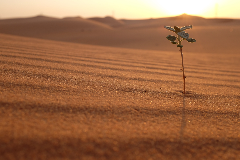 A plant on a desert landscape at sunrise(John Kevin)s