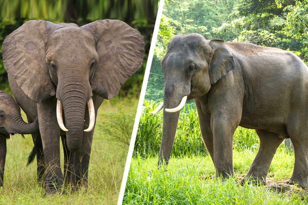 African elephant & Asian elephant