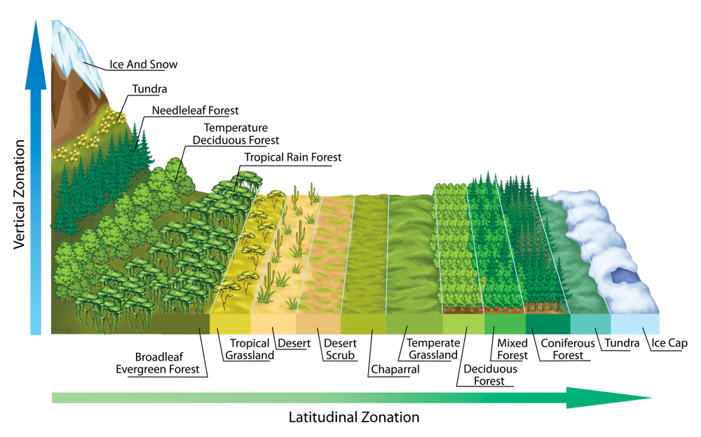 Altitudinal and latitudinal zonation of vegetation(stihii)s