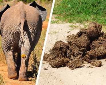 An elephant poops over 15 times in a day
