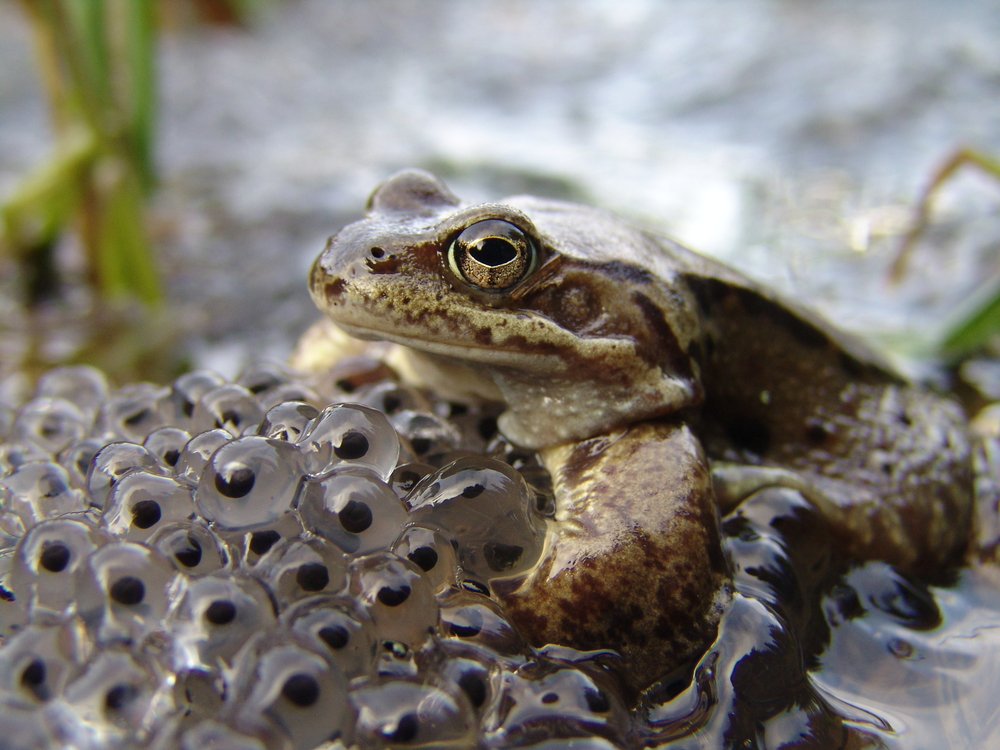 Common frog guarding eggs(BranoMolnar)S