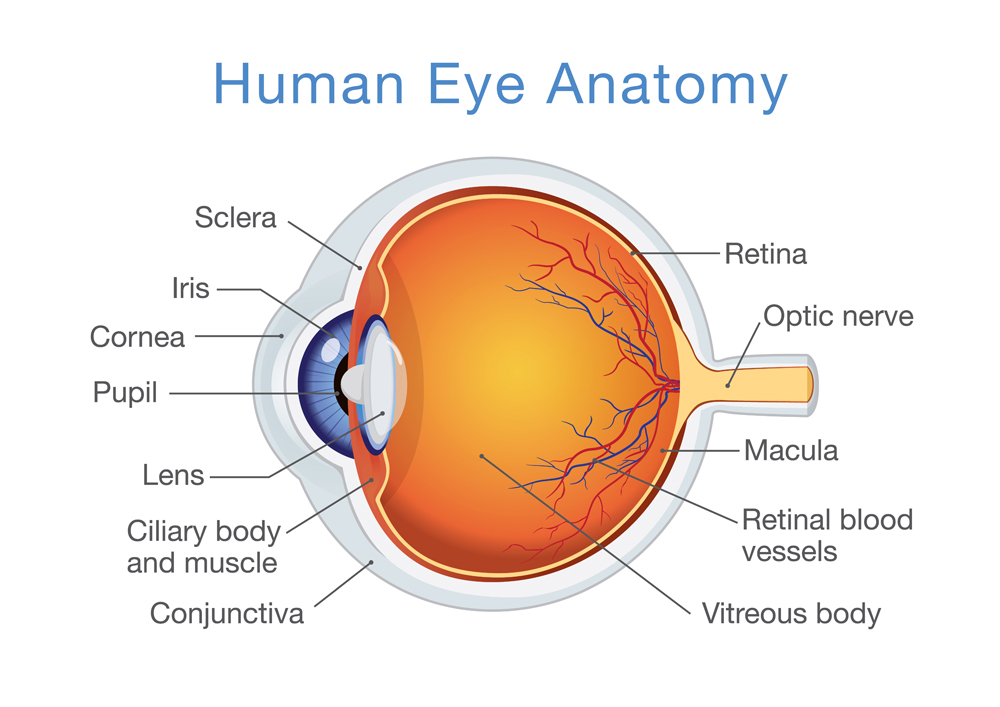 Components of human eye(solar22)s