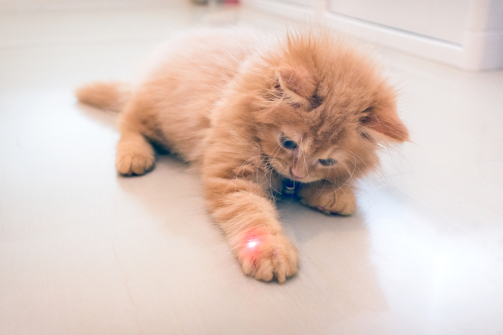Curious Orange Kitten Plays with a Red Dot from a Laser Pointer(Seika Chujo)s