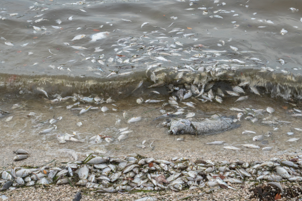 Dead fish due to polluted water(Ivy Yin)s