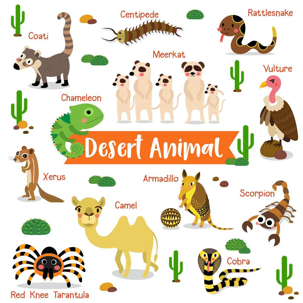 Desert creature cartoon on white background with animal name(natchapohn)s