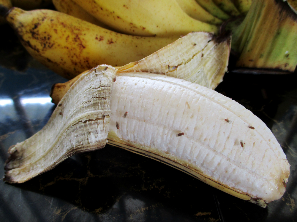 Drosophila on ripe banana in the kitchen are it contagion come to man(SUPAPORNKH)s