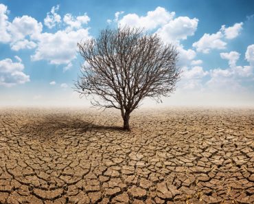 Dry cracked land with dead tree and sky in background a concept of global warming(kpboonjit)s