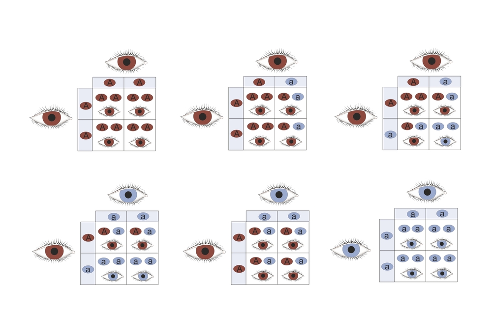 Genetic eye color inheritance of brown and blue eyes(Soleil Nordic)s