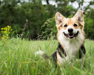 Happy and active purebred Welsh Corgi dog outdoors in the grass on a sunny summer day(Veronika 7833)s