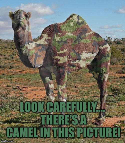 LOOK CAREFULLY.... THERE’S A CAMEL IN THIS PICTURE!