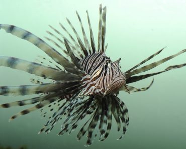 Lionfish, an invasive species, off the coast of florida( Beth Swanson)s