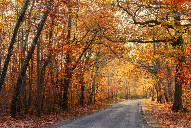 Road passing through a beautiful temperate forest at fall(Stephane Bidouze)S