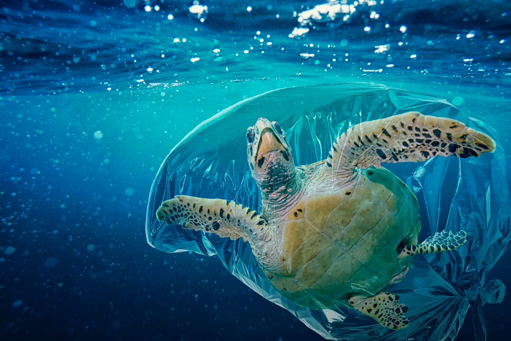 Sea turtle( Martina Badini)S