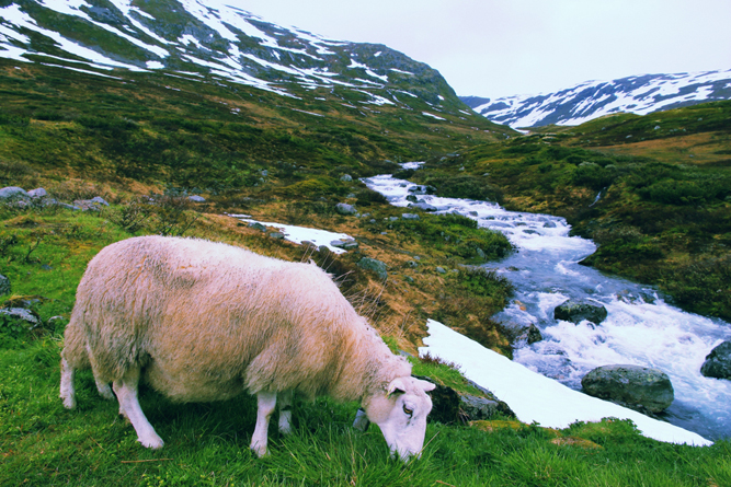 Sheep in tundra biome landscape in Norway(Tupungato)s