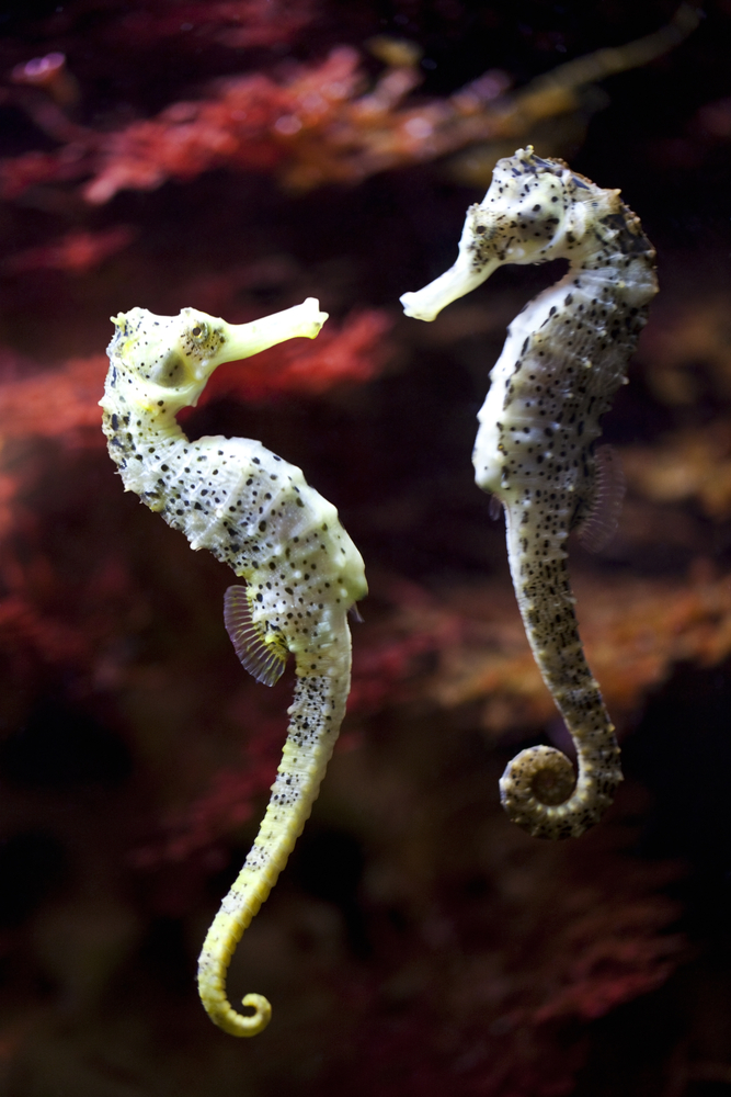 Swimming couple of long-snouted seahorse in love(creativemarc)s