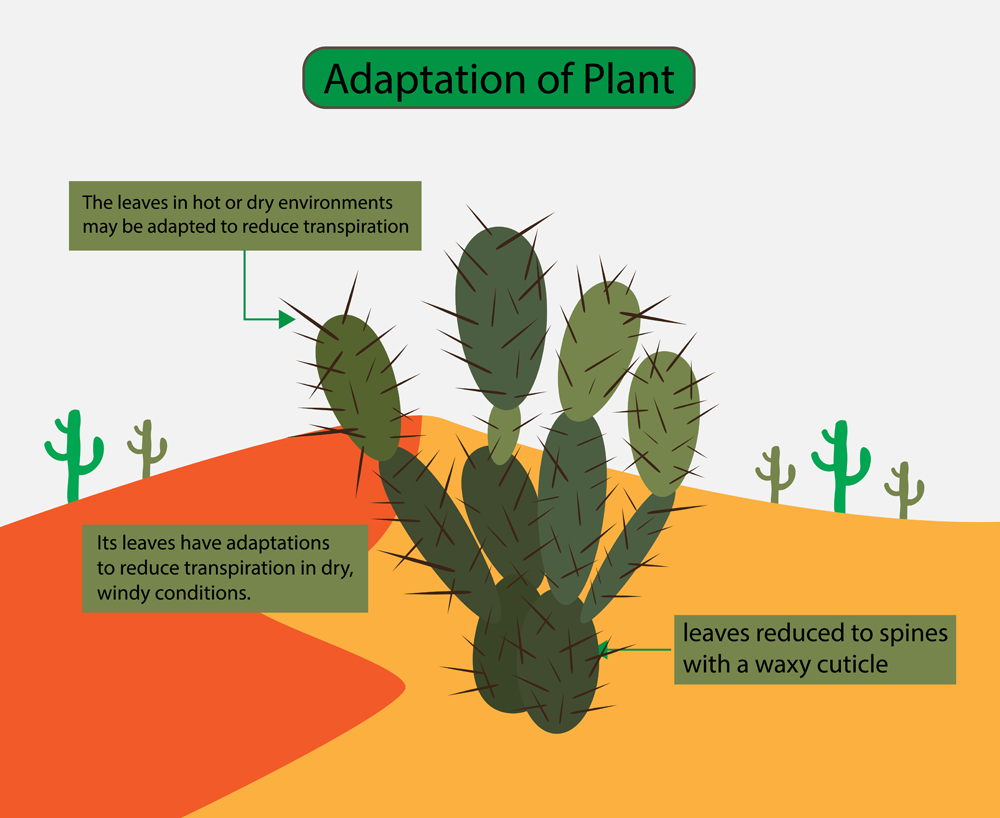 The leaves in hot or dry environments may be adapted to reduce transpiration, Desert plants(Nasky)s