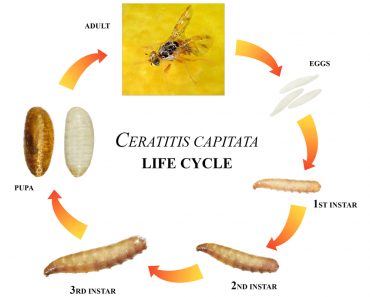 fruit fly Life cycle