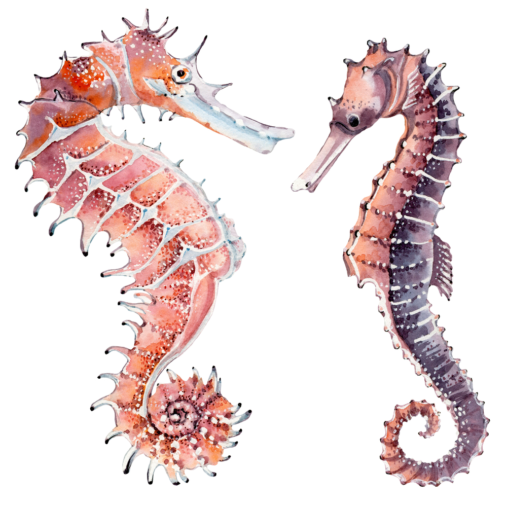 hand drawn watercolor seahorse(Lemaris)S