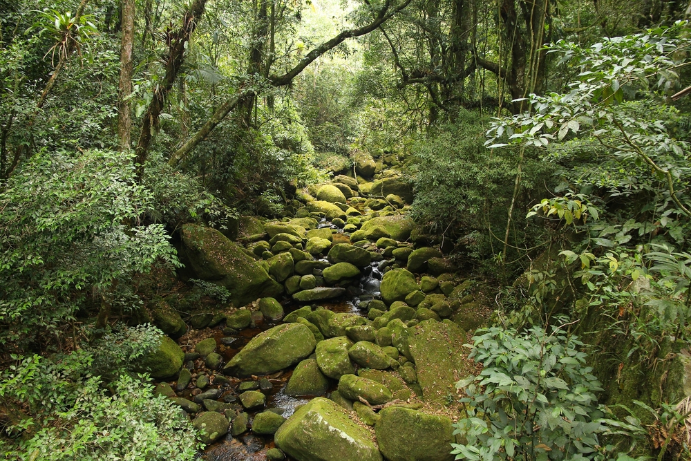 jungle view in Mata Atlantica(Tupungato)s