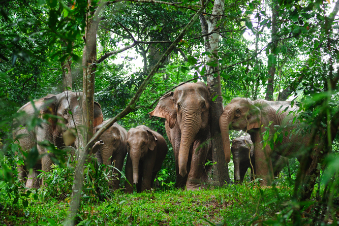 wild elephants in the jungle of Thailand( Taned Suparpornhemin)S