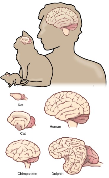 Brain size Vertical