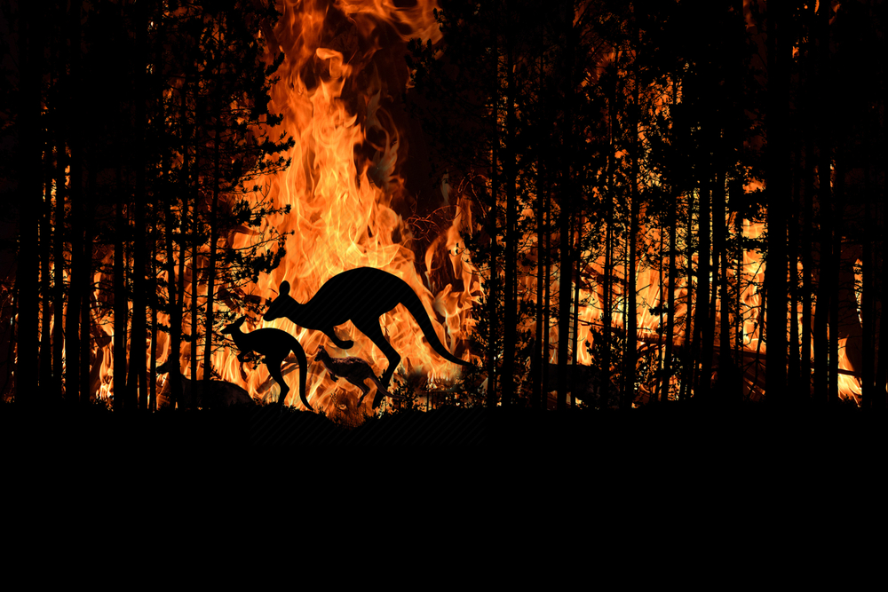 Bushfire IN Australia Forest Many Kangaroos And Other Animals(stockpexel)S