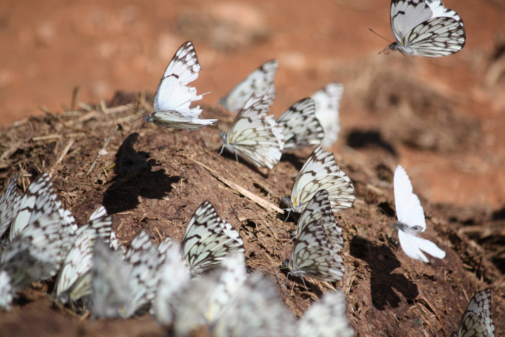 Butterflies congregating on elephant dung(Joris Wiersinga)s