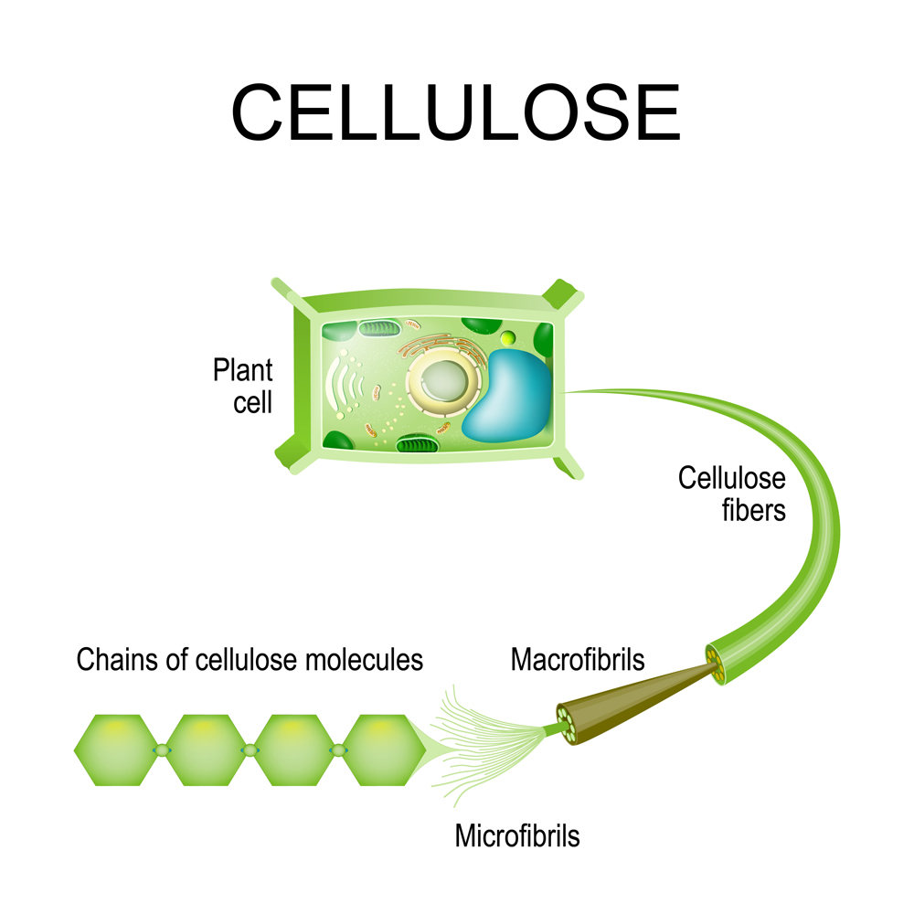 Cellulose in the plant cell(Designua)s