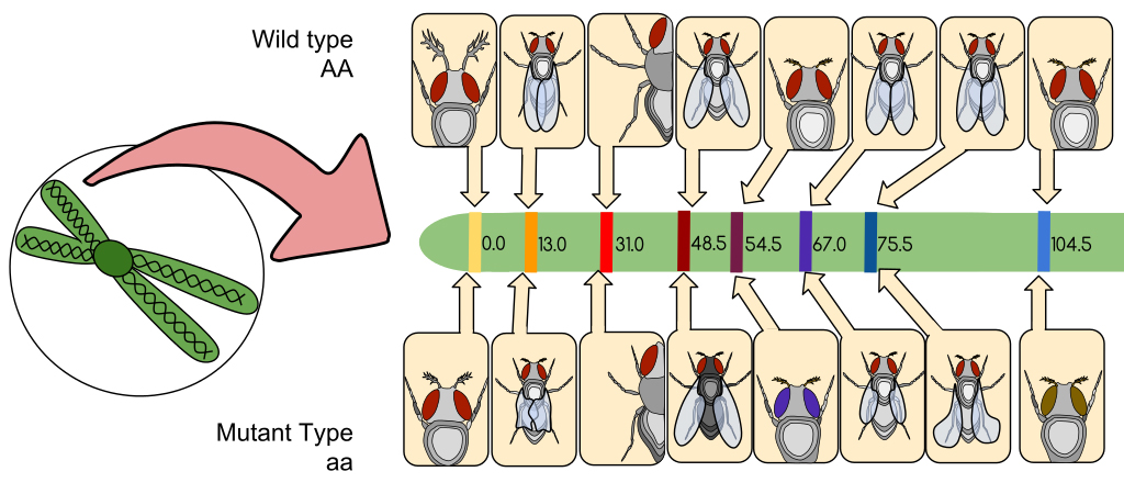 Drosophila Gene Linkage Map